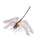 Dragonfly-transparent75