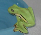 frog-2